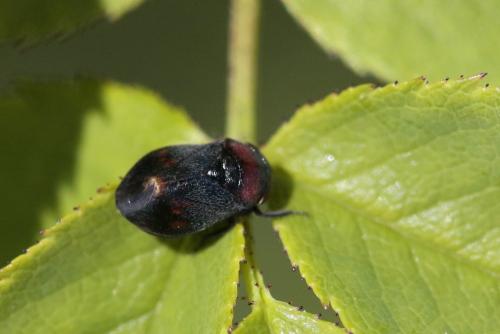 Penthimia nigra